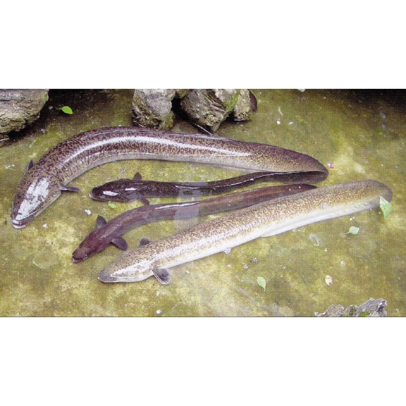 IKAN SIDAT MARMORATA UKURAN 210 GRAM UP PER EKOR