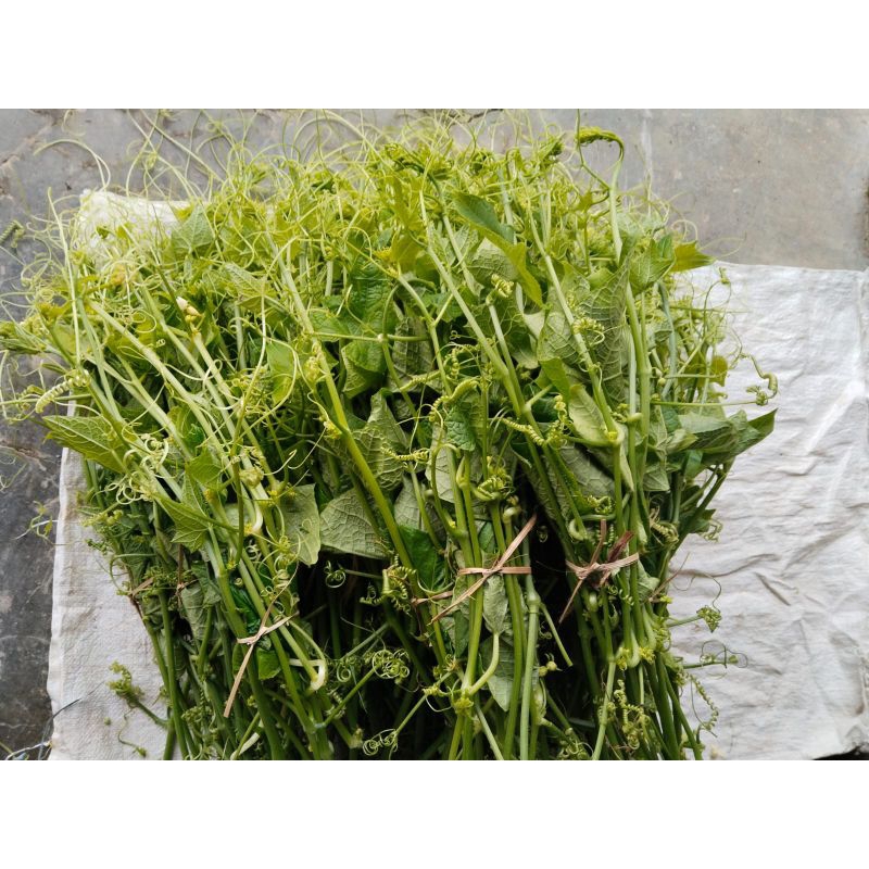 

Daun labu Siem / pucuk labu Siem segar 250grm