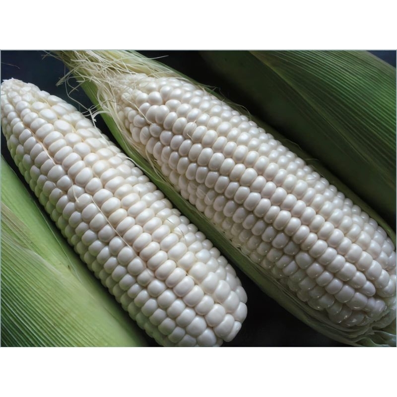 

Benih jagung ketan putih berkualitas siap tanam (100g)