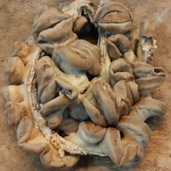 

Usus/Iso Sapi Rebus 500gr - 1kg