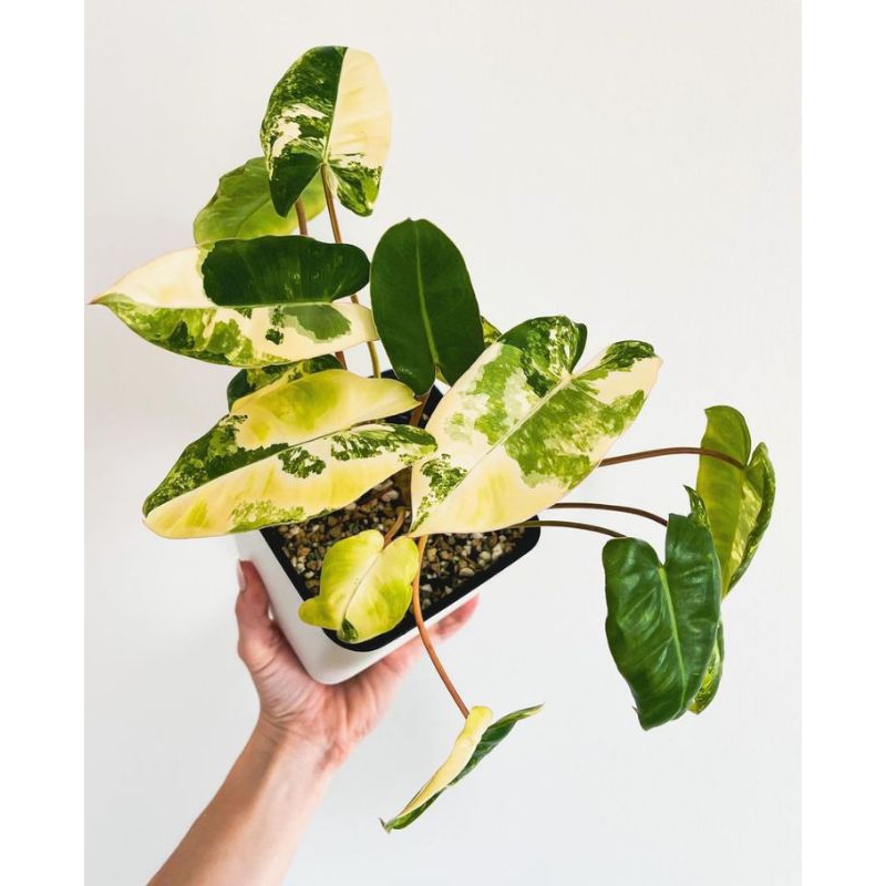 Philodendron Burlemarx Variegata/Burlemax Variegata/Brekele Variegata