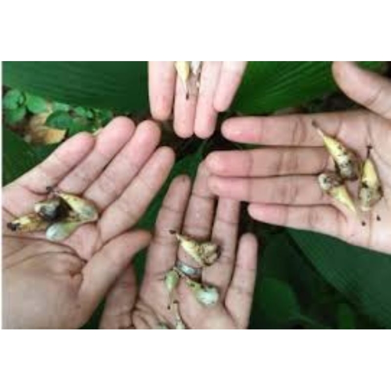 

buah marasi hutan buat pemanis asli