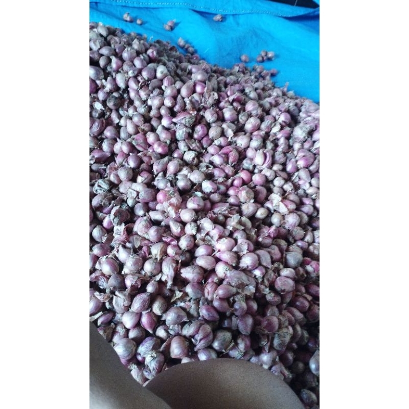 

alamarket bawang merah termurah 1kg