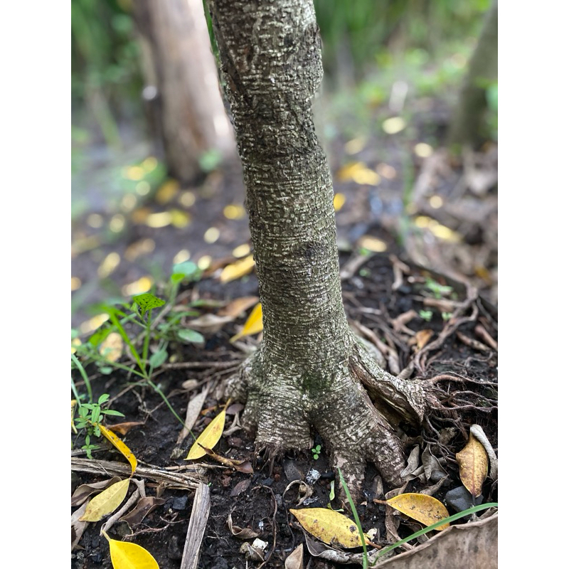 Kimeng bahan bonsai kimeng prokar