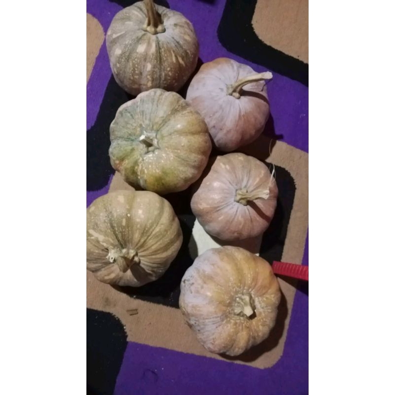 

Benih biji LABU MADU SUPER MANIS 25 BIJI