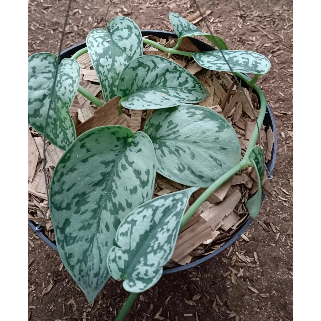 TANAMAN HIAS | SCINDAPSUS "EXOTICA'