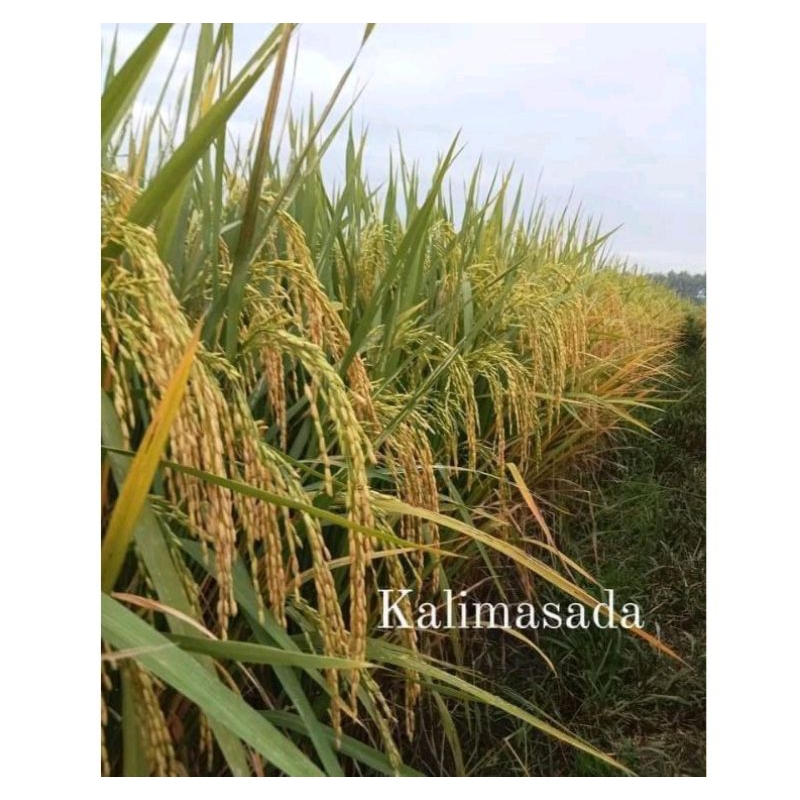 BENIH PADI KALIMASADA KEMASAN 1KG