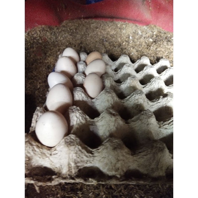 MAKRIFAT DIGITAL Paket 1 Pcs Telur Fertil AYAM MERAWANG vs AYAM PEJANTAN PUTIH FI  Materi Silangan U