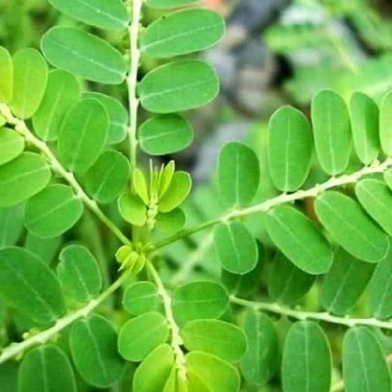 

daun Meniran kering per 250 gr