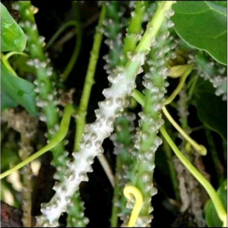 

batang tanaman brotowali/ batrawali segar per 250 gr