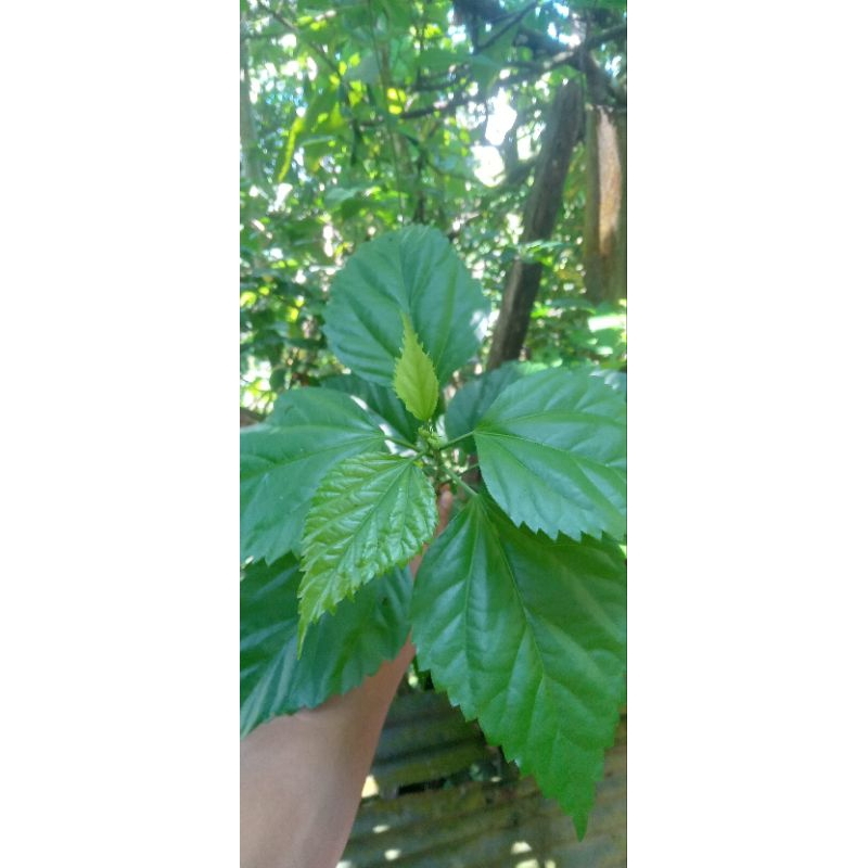 

Daun bunga raya 10 lembar untuk panas dalam