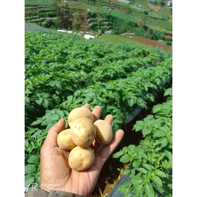 

kentang dieng ukuran siomay