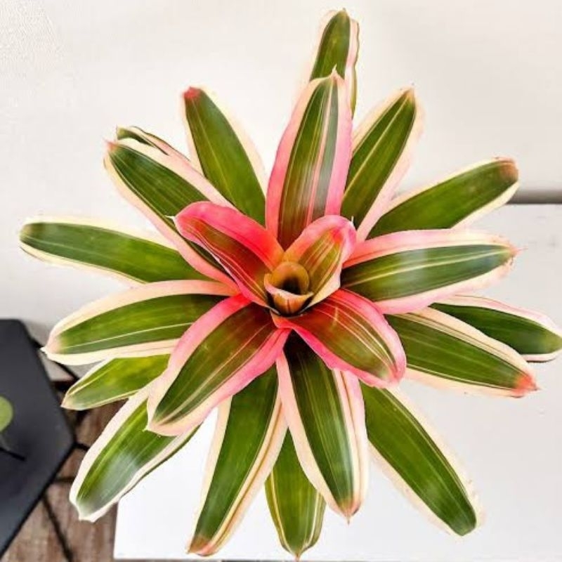 Tanaman hias bromelia tricolor - pohon bromelia