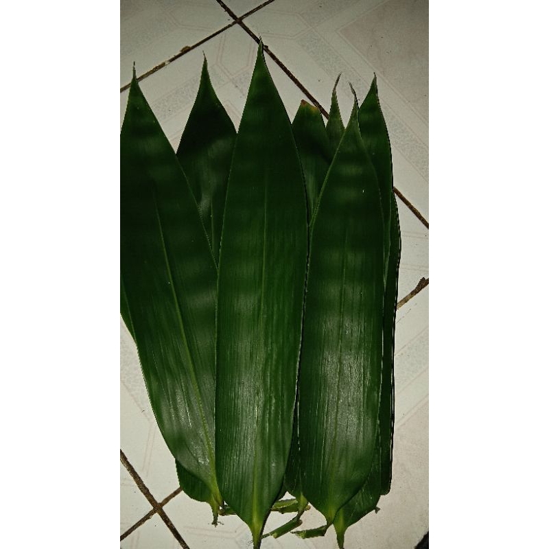 

DAUN BAMBU SEGAR// daun bambu 50 lembar//pembungkus makanan//bungkus tradisional//daun bambu