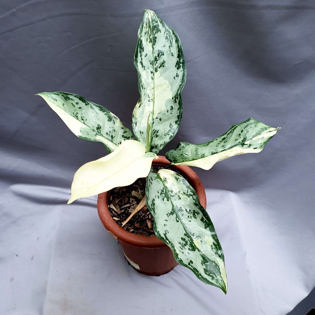 AGLONEMA COMUTATUM VARIGATA