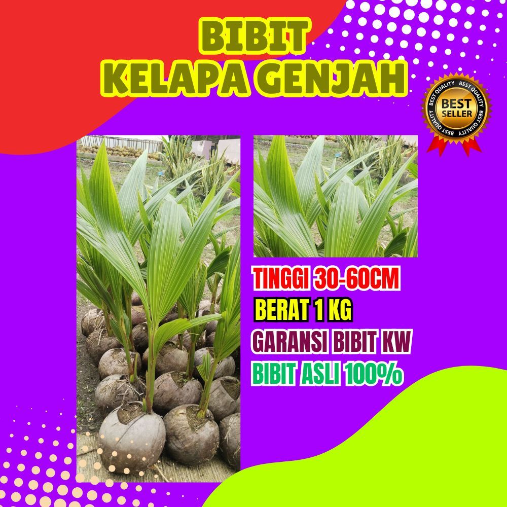 BIBIT UNGGUL.. Pohon Kelapa Bonsai, Pohon Kelapa Buah Besar