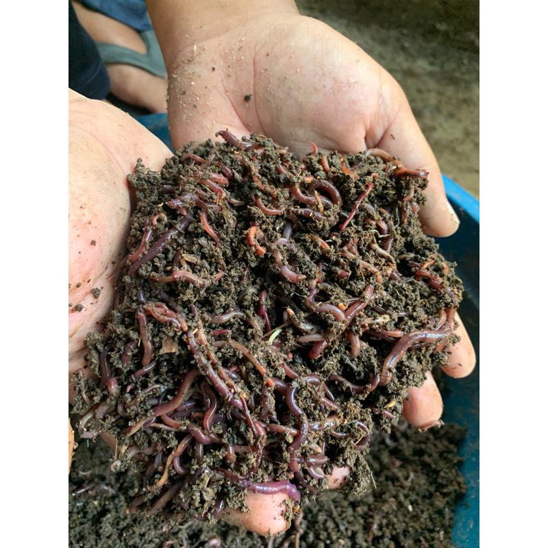 Cacing Lumbricus Rubellus Hidup By Canar Agro Farm