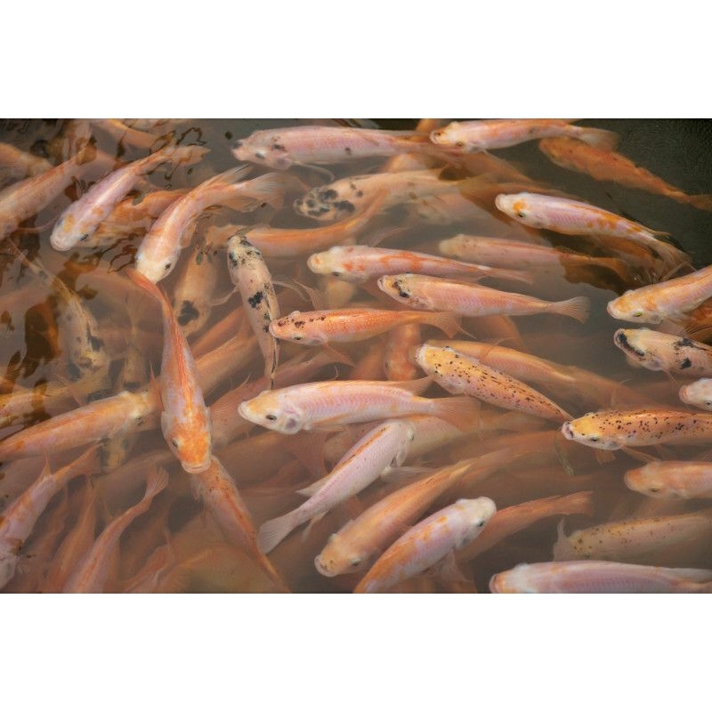 Ikan Nila Merah Hidup 1 KG (isi 2 sd 4)