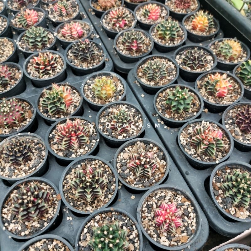 Gymnocalycium gymno mihanovichii miha variegata