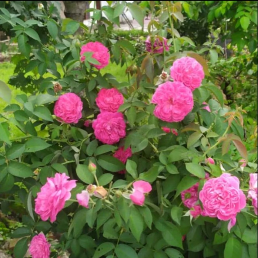 Tanaman hias mawar kampung // bunga mawar kampung