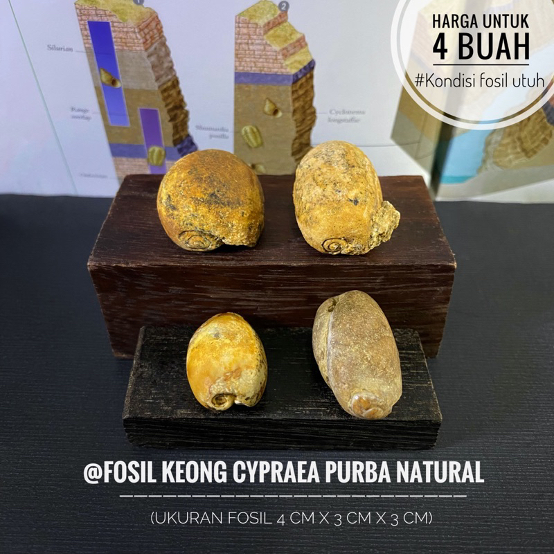 Fosil Keong Kuwuk Cypraea Purba B86 atau Fosil Keong Buntet atau Fossil Snail atau Fosil Kerang atau