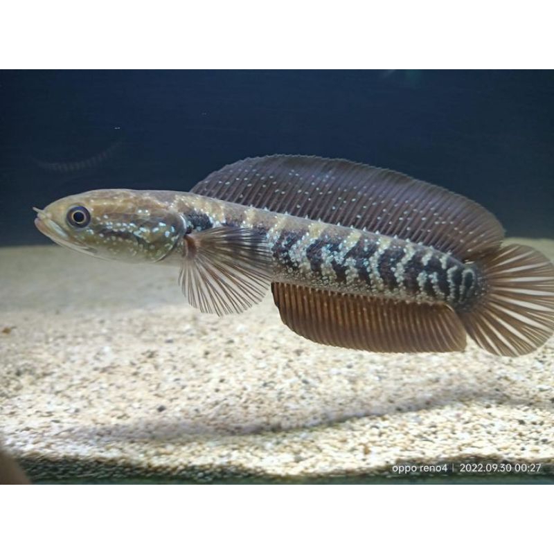 [BERGARANSI] Channa Asiatica Ws, Ikan Sehat