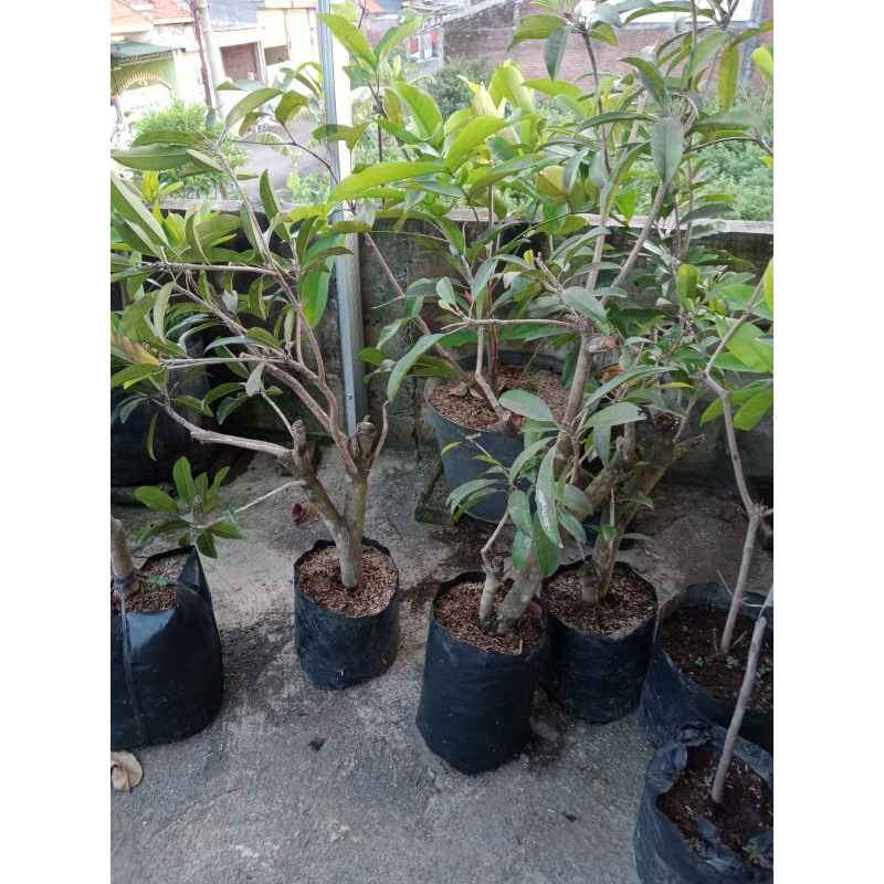 cangkokan sawo jumbo Malaysia cm 19