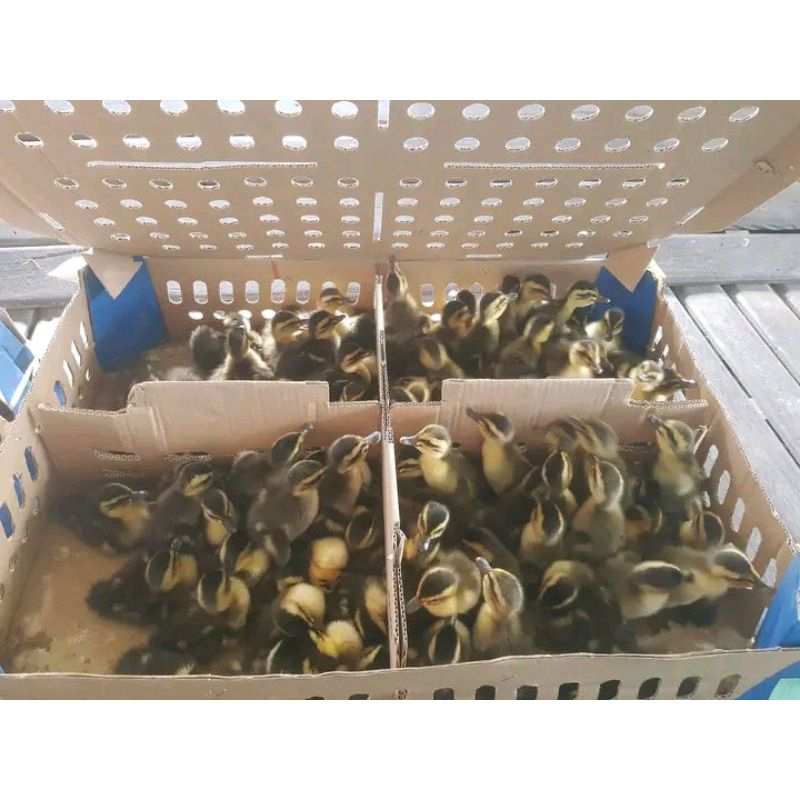 Dod Bebek Alabio Super 1 Box Isi 102 Ekor Sudah Vaksin.