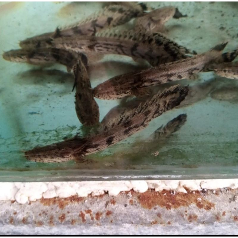 

HIASAN AQUARIUM/PALMAS ENDICERY UKURAN 6-7 CM