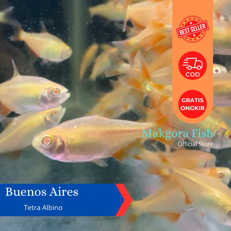 Ikan Hias Buenos Aires Albino Tetra Borneo Albino Khusus Instan