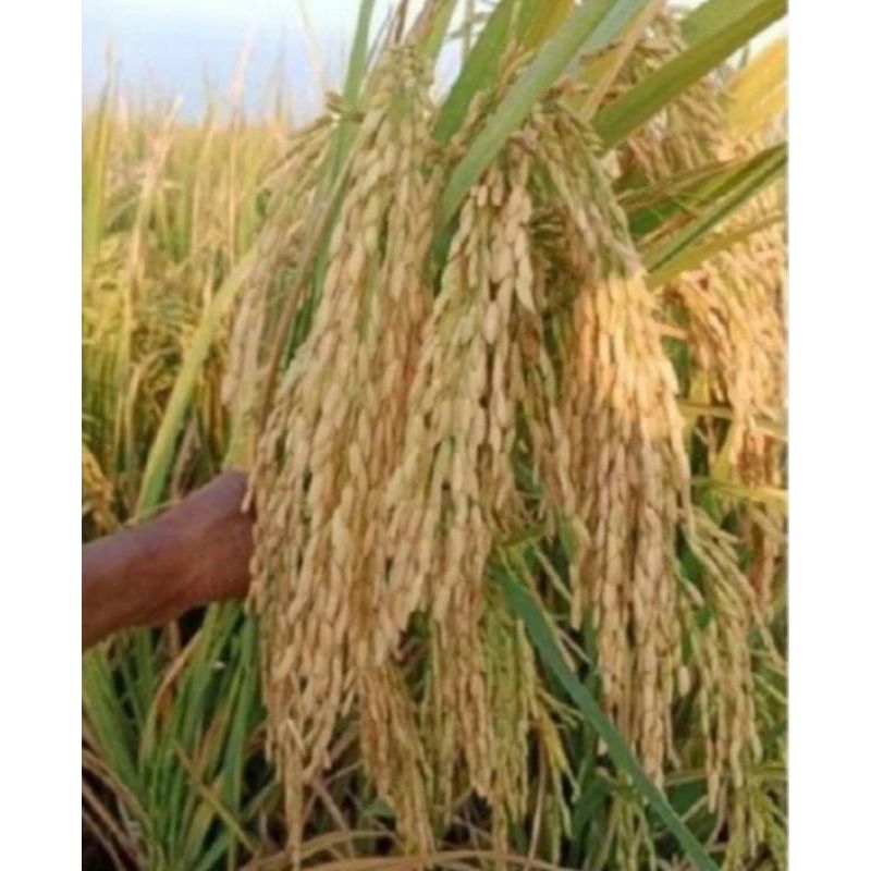 BENIH PADI IR MUTIARA KEMASAN 5KG