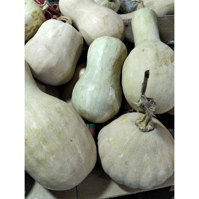 

labuu madu butternut