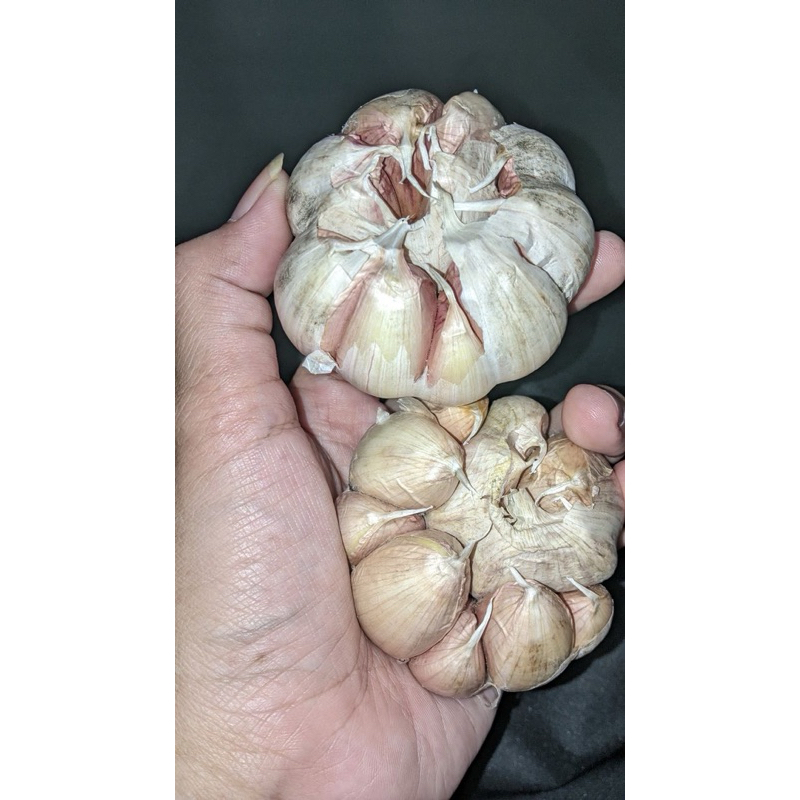 

bawang putih 1kg termurah honan grade A bisa cod