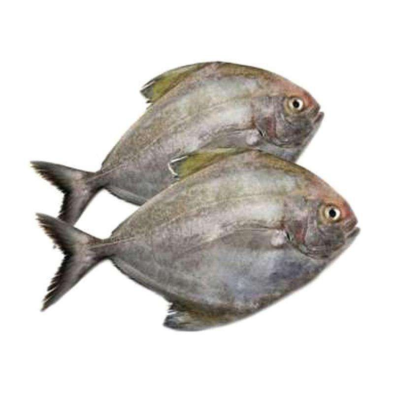

Ikan bawal laut 500g