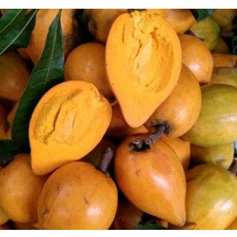 

alkesah/ sawo mentega 500gram seger
