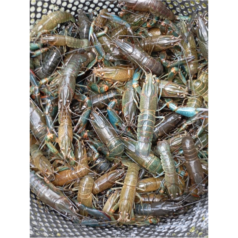 

Indukan lobster air tawar size 3 inchi
