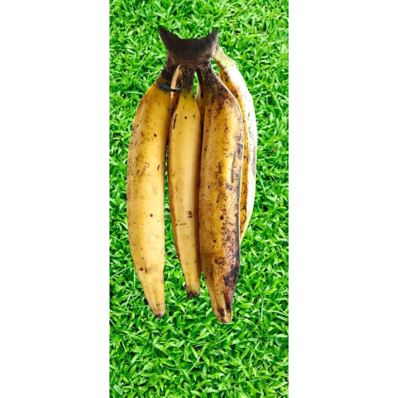 

Pisang Gebyar tanduk pulen manis fres matang pohon 1 kg