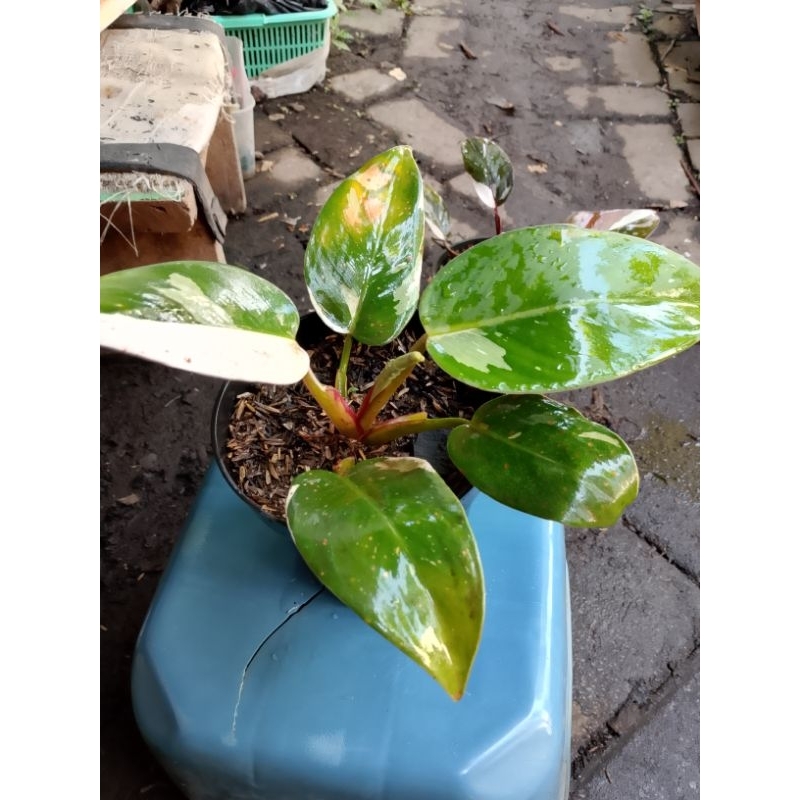 philodendron white knight