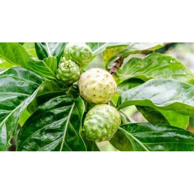

buah mengkudu segar - buah pace 500g