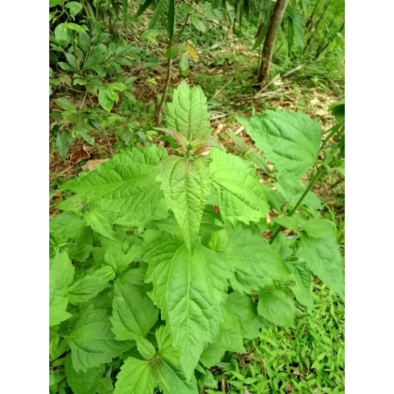 

1 KG Daun Balakacida Segar Asli – Herbal Alami | Obat Tradisional | Daun Anti-Inflamasi & Detox