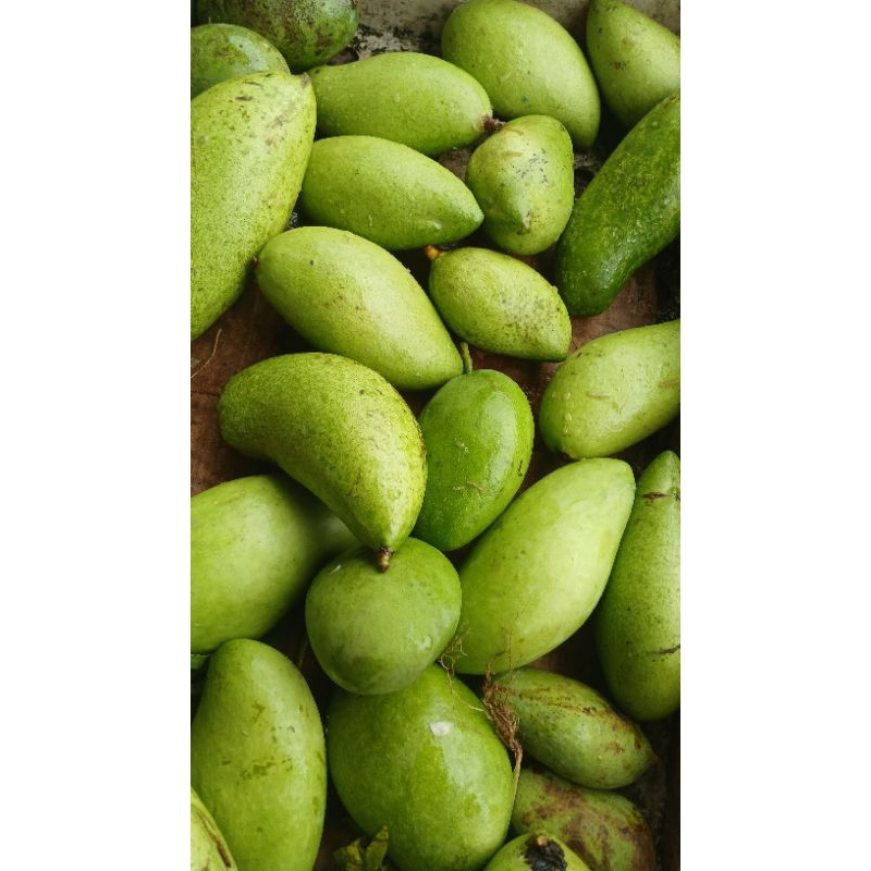 

BUAH MANGGA MUDA SEGAR BERAT 1 KIlOGRAM