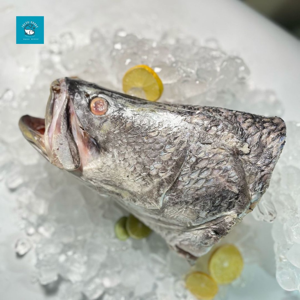 

Kepala Ikan Kakap Putih Baramundi DIJAMIN SEGAR dan BERKUALITAS By FreshGoods Jakarta Barat
