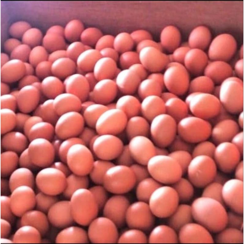 

Telur ayam negeri 1kg fresh Bersih warna merah langsung dari Kandang