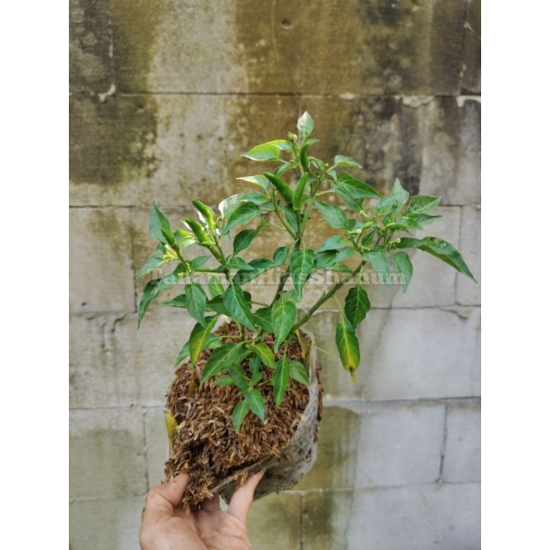 Promo Murah bibit cabe rawit hijau - pohon cabe rawit - cabe rawit - cabe hijau - bibit cabai - bibi