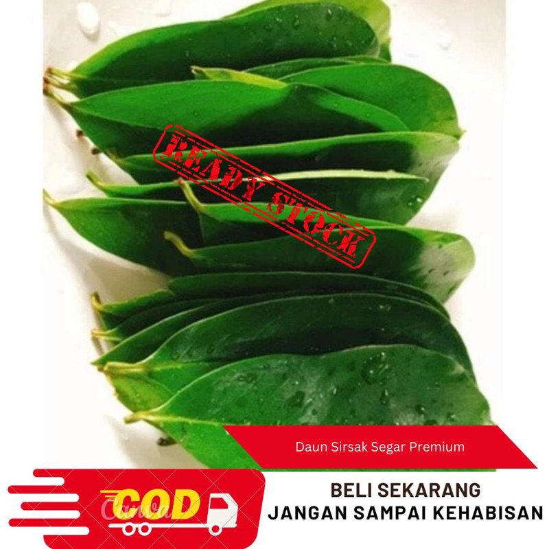 

Promo 1kg Daun sirsak segar/daun sirsak fresh langsung petik