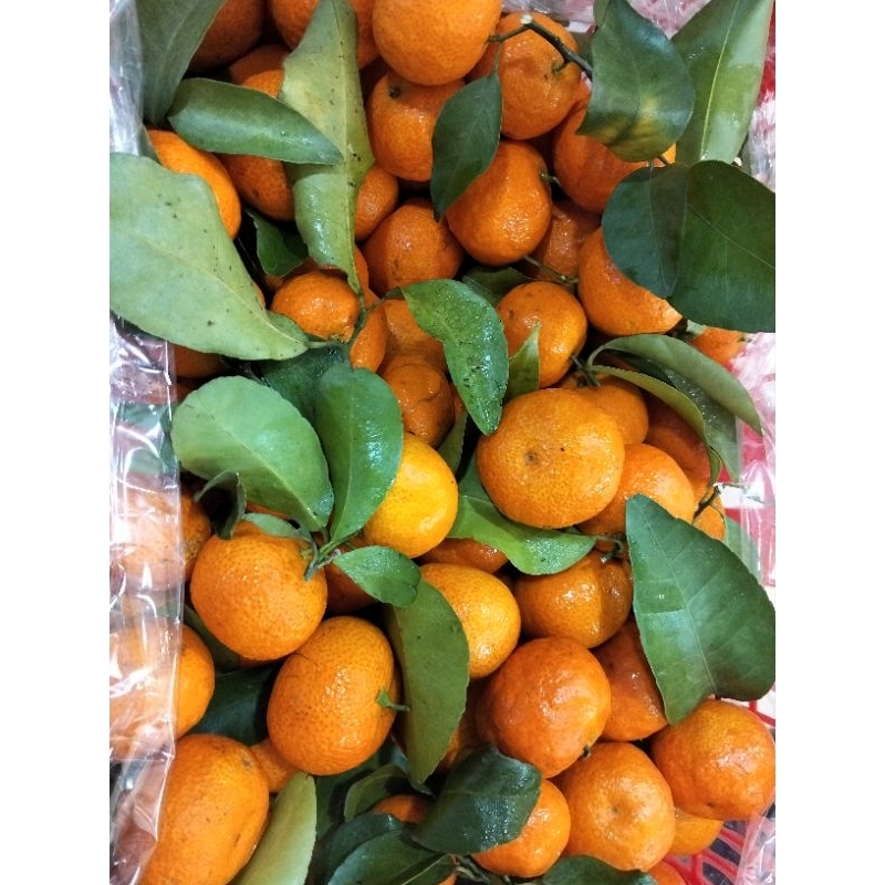 

Jeruk Shantang Daun - manis segar juicy