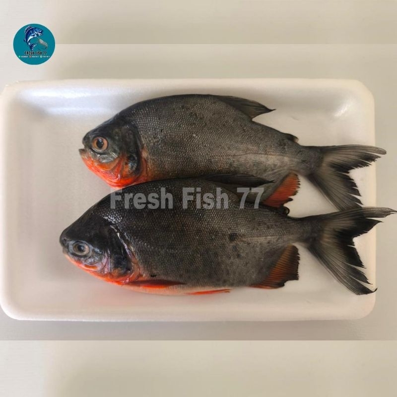 

Ikan Bawal Tawar