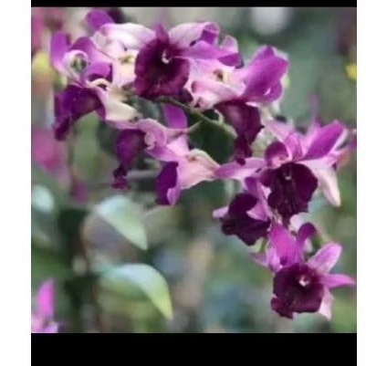 seedling anggrek dendrobium red - anggrek dendrobium