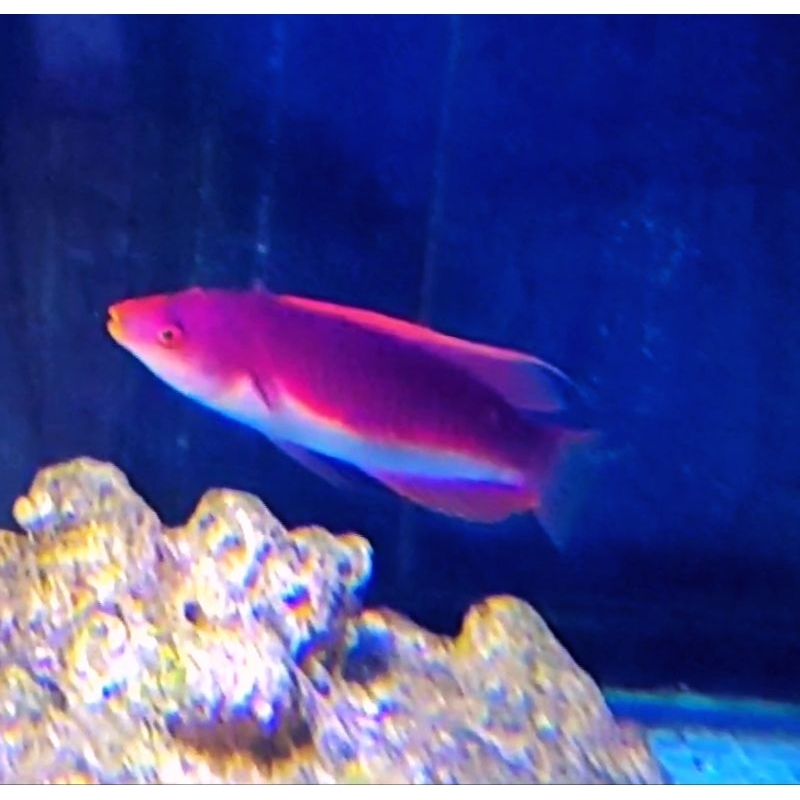 ikan hias laut dianfish