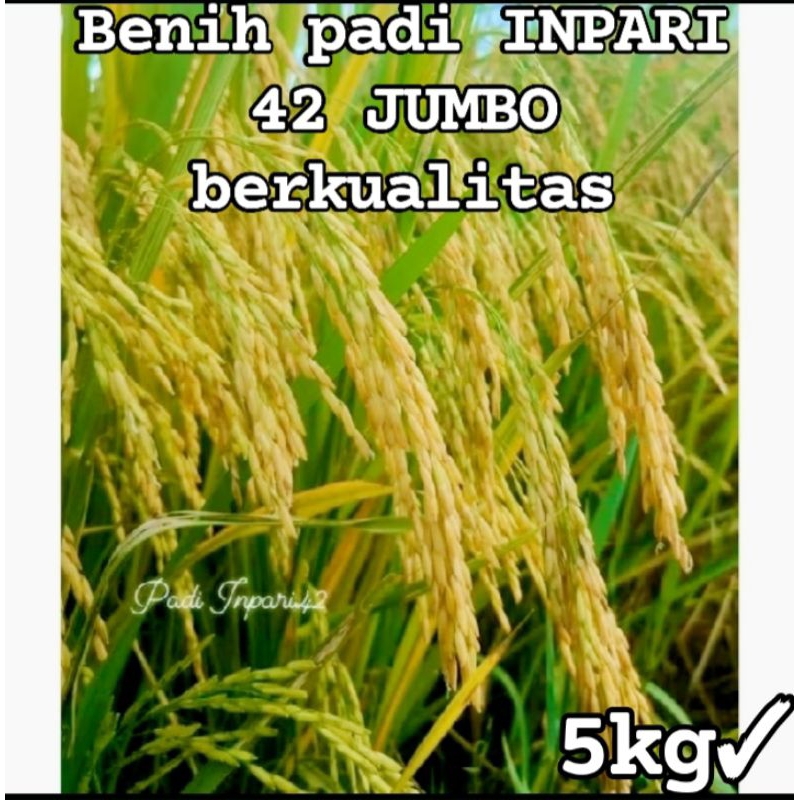 BENIH BIBIT PADI INPARI 42 JUMBO BERKUALITAS KEMASAN 5KG